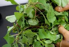 Chettinad Keera Kootu Recipe : கீரையை இப்படி செஞ்சு கொடுங்க..குழந்தைகள் மறுக்காம சாப்பிடுவார்கள்!