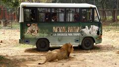 తిరుపతి జూలో ఘోరం! వ్యక్తిని చంపేసిన సింహాల గుంపు!