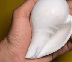 Vastu Tips: ગૂડ લક લાવે છે શંખ, વાસ્તુ દોષને કરે છે દૂર, પૂજા સ્થાને રાખવાના ફાયદા અને વાસ્તુ નિયમ જાણો