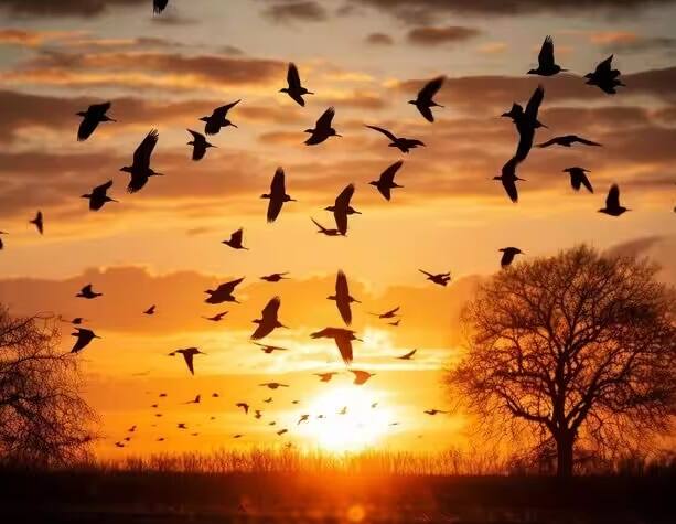 વાસ્તવમાં જતિંગા આસામના ગુવાહાટીથી લગભગ 330 કિલોમીટર દક્ષિણમાં સ્થિત છે. આ જગ્યા દર વર્ષે સપ્ટેમ્બરથી નવેમ્બર સુધી ચર્ચામાં રહે છે. તેનું કારણ પક્ષીઓની સામૂહિક આત્મહત્યા છે.