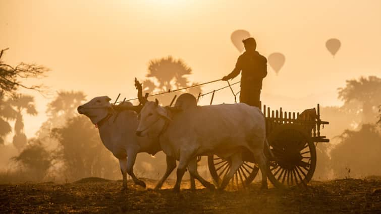 Bootlegging Takes The Bullock Cart Way In Dry Bihar: Report Bootlegging Takes The Bullock Cart Way In Dry Bihar: Report