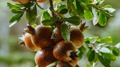 ​​अनार की खेती कर देगी मालामाल, इन बातों का रखें खास ध्यान