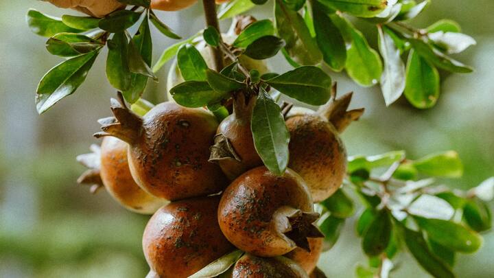 Pomegranate Cultivation: अनार की खेती कर किसान भाई मालामाल हो सकते हैं. इसकी खेती करते वक्त किसानों को कुछ खास बातों का ध्यान रखना जरूरी है.