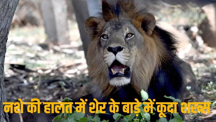 Man Wants selfie with lion enters enclosure in Tirupati zoo death शेर के साथ सेल्फी लेने का क्रेज, बाड़े में कूदा शख्स, फिर हुआ कुछ ऐसा...