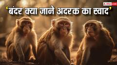 बंदर क्यों नहीं जानता अदरक का स्वाद? रोचक है वजह