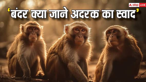 बंदर क्यों नहीं जानता अदरक का स्वाद? रोचक है वजह बंदर क्यों नहीं जानता अदरक का स्वाद? रोचक है वजह