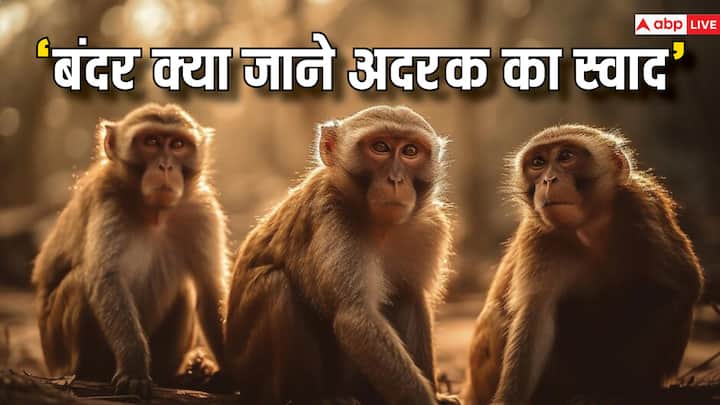 आपने 'बंदर क्या जाने अदरक का स्वाद' कहावत को खूब सुनी होगी, लेकिन क्या कभी सोचा है कि आखिर बंदर अदरक का स्वाद जानता क्यों नहीं है. यदि नहीं तो चलिए ये मजेदार जवाब जान लेते हैं.
