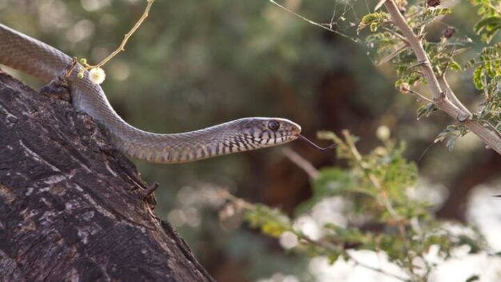 वहीं अध्ययन का नेतृत्व करने वाले खमाई फाउंडेशन के साइंटिस्ट एलेजांद्रो आर्टेगा ने बताया कि ये वाइपर बहुरंगी होते हैं. क्योंकि किसी भी दो सांपों का रंग एक जैसा नहीं होता है. वहीं किसी के लिए भी इन्हें पहचान पाना मुश्किल होता है. उन्होंने कहा कि आईलैश-पिटवाइपर की ये प्रजाति काफी खतरनाक होती है.