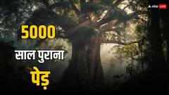 महाभारत काल का ये पेड़ जो आज भी है मौजूद