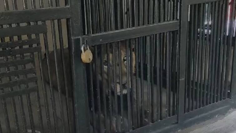 Lion kills man who entered enclosure for taking selfie in Tirupati Zoological Park Tirupati Lion Kills: செல்ஃபி எடுக்க ஆசைப்பட்ட விபரீதம்.. துரத்தி துரத்தி தாக்கிய சிங்கம் : திருப்பதியில் அதிர்ச்சி சம்பவம்