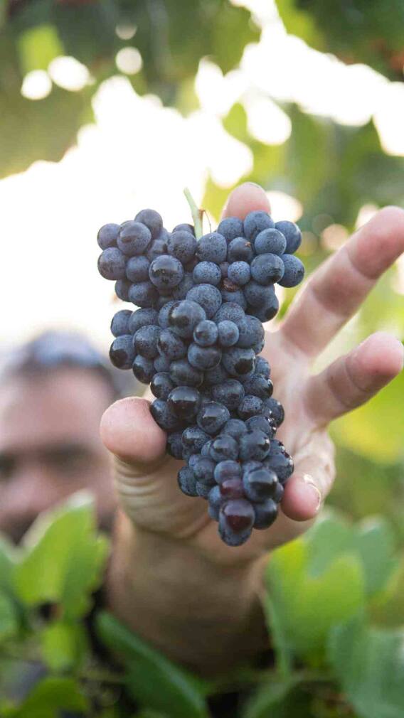 काळे द्राक्ष इतके महाग का असतात ?