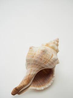 Vastu Tips : घरात शंख ठेवल्याने घरातील वास्तुदोष दूर होतात,जाणून घ्या सविस्तर