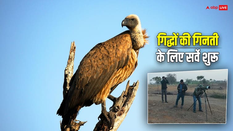 Vultures Counting In Indore MP Forest department start vulture survey ann MP News: मध्य प्रदेश में गिद्धों की गिनती के लिए सर्वे, आखिर क्या है मकसद?