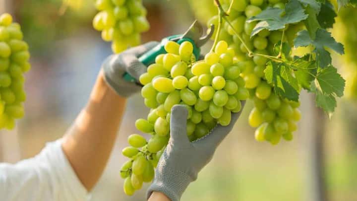 Grapes Cultivation : द्राक्ष लागवडीमुळे शेतकरी होऊ शकतो  श्रीमंत, जाणून घ्या लागवडीची पध्दत
