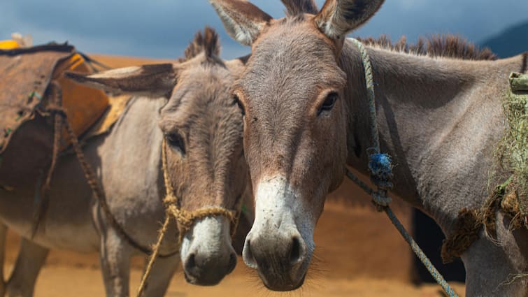 Donkeys are very useful they give life to people even after death बड़े काम के होते हैं गधे, मरकर भी लोगों को दे जाते हैं जिंदगी!