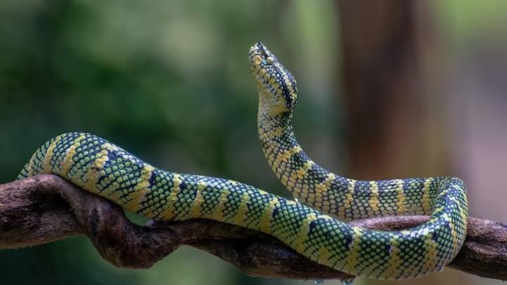 वहीं रिसर्च टीम के सदस्य लुकास बुस्टामांटे ने अपना अनुभव शेयर करते हुए बताया कि तस्वीर लेने के दौरान आईलैश-पिटवाइपर ने मेरी उंगली में काट लिया था. इस दौरान मुझे असहनीय दर्द और चक्कर आने लगा था. लेकिन तभी एंटीवेनम की तीन खुराक कुछ-कुछ पल पर दी गई और मैं ठीक हो पाया था.