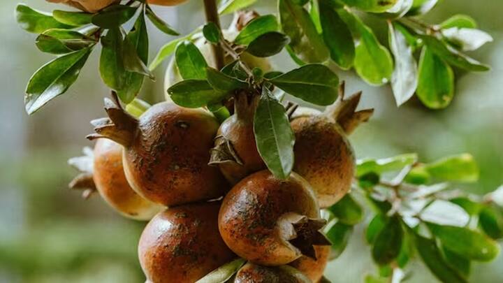 Pomegranate Cultivation: ખેડૂતો દાડમની ખેતી કરીને સમૃદ્ધ બની શકે છે. તેની ખેતી કરતી વખતે ખેડૂતોએ કેટલીક ખાસ બાબતોનું ધ્યાન રાખવું જરૂરી છે.દાડમ ખૂબ જ પૌષ્ટિક ફળ છે, તેનો ઉપયોગ કરીને જ્યુસ, જામ, જેલી અને અન્ય ખાદ્યપદાર્થો બનાવવામાં આવે છે. આ ફળ દેશમાં રાજસ્થાન, મહારાષ્ટ્ર, ગુજરાત, કર્ણાટક, આંધ્રપ્રદેશ અને ઉત્તર પ્રદેશ જેવા રાજ્યોમાં મોટા પાયે ઉગાડવામાં આવે છે. ખેડૂતો તેની ખેતી દ્વારા સમૃદ્ધ બની શકે છે, જાણો દાડમની ખેતી કરતી વખતે કઈ બાબતોનું ધ્યાન રાખવું જરૂરી છે.