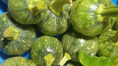 Green Pumpkin Benefits: সুগারে লাগাম টানে কচি কুমড়ো, আর ৫ গুণ জানলে রোজ খাবেন