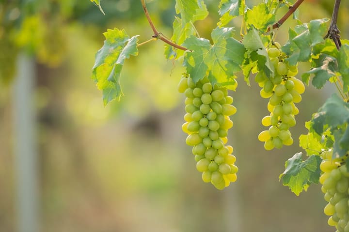 द्राक्षांना नियमित सिंचन आवश्यक आहे. त्याच्या लागवडीत ठिबक सिंचन तंत्र खूप फायदेशीर ठरू शकते.