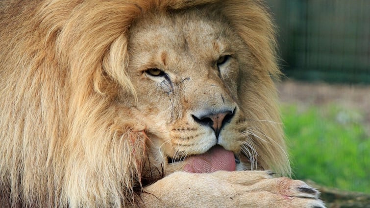 Lion Tirupati Zoo Andhra Pradesh: Man Enters Animal’s Enclosure, Mauled To Death Andhra Pradesh: Man Enters Lion’s Enclosure, Mauled To Death At Tirupati Zoo