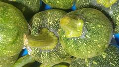 Green Pumpkin Benefits: সুগারে লাগাম টানে কচি কুমড়ো, আর ৫ গুণ জানলে রোজ খাবেন