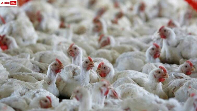 birdflu symptoms erupted in nellore district and officers ordered to close chicken shops in effected areas Bird Flu Symptoms: నెల్లూరు జిల్లాలో బర్డ్ ఫ్లూ కలకలం - వేలాది కోళ్లు మృత్యువాత, చికెన్ షాపుల మూసివేతకు ఆదేశం