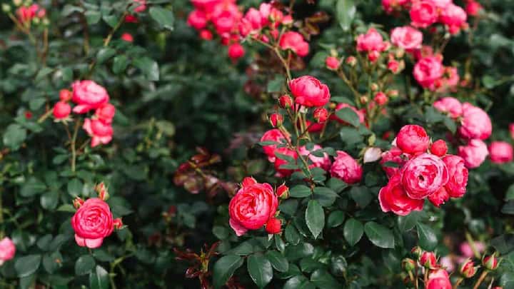 Home gardening Tips : तुम्ही घरी गुलाबाचे रोप लावले आहे का?  हे काम करा,मग बघा अजून फुले कशी वाढतील.