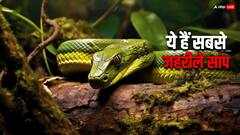 कोलंबियां के जंगलों में वैज्ञानिकों ने की नई प्रजाति के सांप की खोज, शिकार करने में सबसे आगे