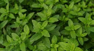 Tulsi leaves: ਤੁਲਸੀ ਦੇ ਪੱਤਿਆਂ ਨੂੰ ਕਾਲਾ ਹੋਣ ਤੋਂ ਬਚਾਉਣਾ ਚਾਹੁੰਦੇ ਹੋ, ਤਾਂ ਇਨ੍ਹਾਂ ਗੱਲਾਂ ਦਾ ਰੱਖੋ ਧਿਆਨ