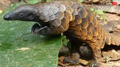 जंगल में रहने वाले इस जानवर की होती है सबसे ज्यादा तस्करी, लाखों में कीमत