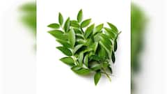 स्वाद ही नहीं सेहत में भी फायदों का तड़का लगाता है कड़ी पत्ता, रोज़ाना खाएंगे तो आसपास भी नहीं फटकेंगी बीमारियां