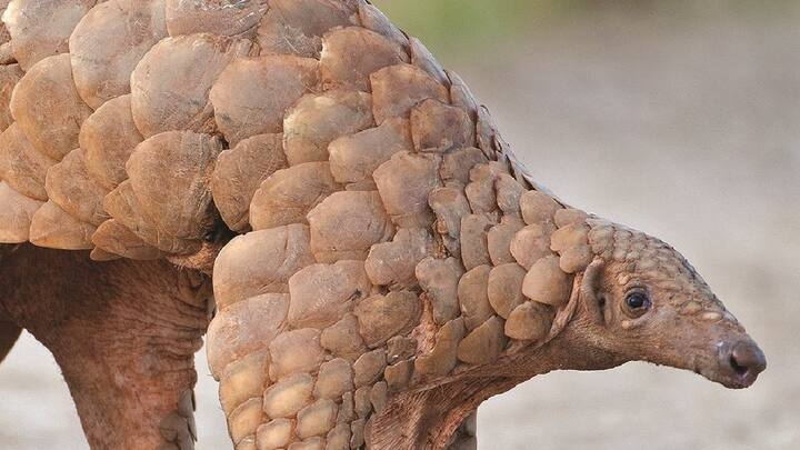 इंटरनेशनल यूनियन फॉर कंजर्वेशन ऑफ नेचर के मुताबिक दुनियाभर में वन्य जीवों की अवैध तस्करी के मामले में अकेले 20 फीसदी तस्करी पैंगोलिन की होती है. क्योंकि इसके खाल और मांस से पारंपरिक दवाईयां बनाई जा रही हैं.