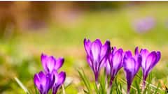 दुनिया का सबसे महंगा मसाला...पानी में डालते ही छोड़ देता है रंग