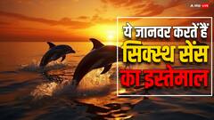 इन जानवरों में होता है सिक्स्थ सेंस, शिकार करने में मिलती है मदद
