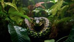 कोलंबियां के जंगलों में वैज्ञानिकों ने की नई प्रजाति के सांप की खोज, शिकार करने में सबसे आगे