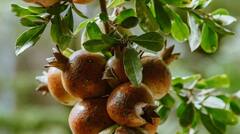 Pomegranate Cultivation: ਇਦਾਂ ਕਰੋ ਅਨਾਰ ਦੀ ਖੇਤੀ, ਹੋਵੇਗੀ ਚੰਗੀ ਕਮਾਈ