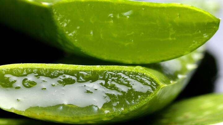 Aloe vera Juice :  आज चहा-कॉफी व्यतिरिक्त आम्ही तुम्हाला एका पेयाबद्दल सांगणार आहोत.ज्याच्या सेवनाने तुम्ही तुमचा संपूर्ण दिवस निरोगी घालवू शकता.
ते पेय म्हणजे कोरफडीचा रस.