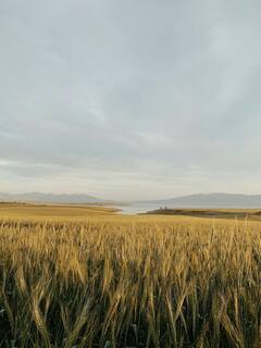 भारत के इस राज्य में होता है गेहूं का सबसे ज्यादा उत्पादन