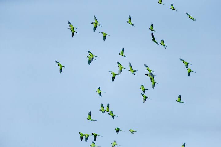 इतर काही लोकांचा असा विश्वास आहे की हे जास्त चुंबकीय क्षेत्रामुळे होते. मात्र, त्याचे नेमके कारण अद्याप कोणालाही कळू शकलेले नाही.(Photo Credit : freepik )