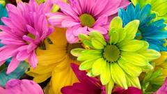 Beauty of Garden : फेब्रुवारी महिन्यात तुमच्या बागेत लावा ही फुलं, वाढवतील तुमच्या बागेचे सौंदर्य !