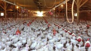 Alert Over Bird Flu Outbreak in Nellore District andhra pradesh state Bird Flu: ஆந்திராவில் பரவும் பறவை காய்ச்சல்!  தமிழ்நாட்டில் 5 மாவட்டங்களுக்கு அலர்ட் - கண்காணிப்பு தீவிரம்!
