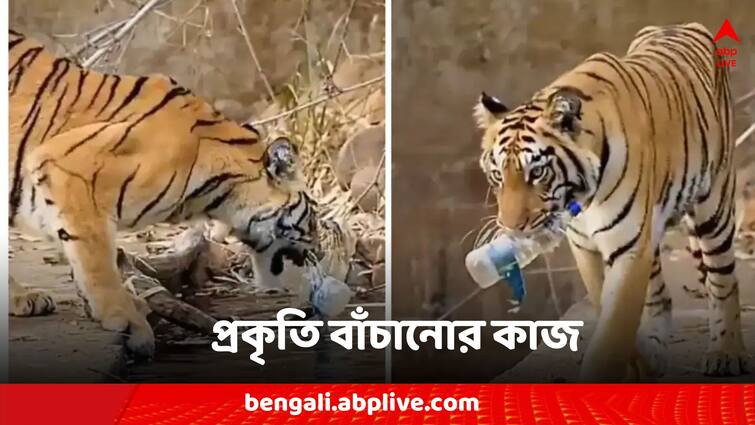 Viral News Video Shows Tiger Picking Up Plastic Bottle From Waterhole Viral Video: পরিবেশপ্রেমী বাঘ, মানুষের ছোড়া প্লাস্টিকের বোতল তুলে পরিষ্কার করল প্রাণীটিই
