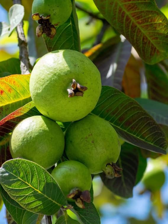 यूपी के इस जिले को कहा जाता है अमरूदी नगर