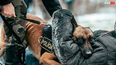 अमेरिकी एयरपोर्ट पर यात्री के बैग को सूंघकर भौंकने लगा कुत्ता, जानिए एयरपोर्ट पर क्या-क्या लेकर जाना मना