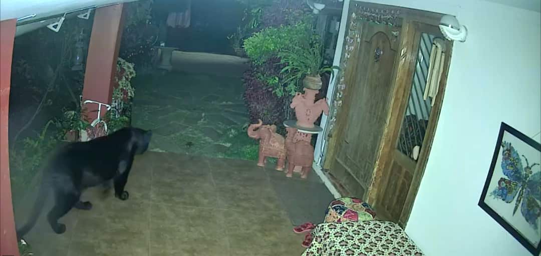 Black Panther Appears Outside A House In Tamil Nadu's Coonoor, Video Of Rare Sighting Goes Viral Black Panther Appears Outside Residence In Coonoor Video Goes Viral Tamil Nadu Nilgiris CCTV caught on camera Black Panther Appears Outside A House In Tamil Nadu's Coonoor, Video Of Rare Sighting Goes Viral