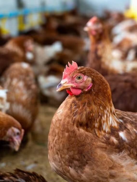 Poultry Farming: मुर्गी पालन कर रहे हैं तो इन बातों का रखें खास ख्याल