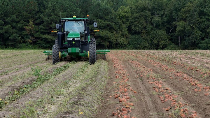 Potato Cultivation: आलू की कटाई का समय किस्म और मौसम पर निर्भर करता है. आमतौर पर इसकी कटाई 90-120 दिनों के बाद की होती है.