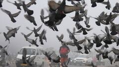 Weather Update: আগামী ২৪ ঘণ্টায় ফের ঊর্ধ্বমুখী হবে পারদ, তবে কি বিদায় নিচ্ছে শীত ? জানাল হাওয়া অফিস