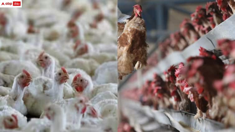the disease in chickens in nellore district is recognised as avian influenza Nellore News: నెల్లూరు జిల్లాలో కోళ్లకు వైరస్ పై ప్రభుత్వం ప్రకటన - 712 ర్యాపిడ్ టీమ్స్ ఏర్పాటు