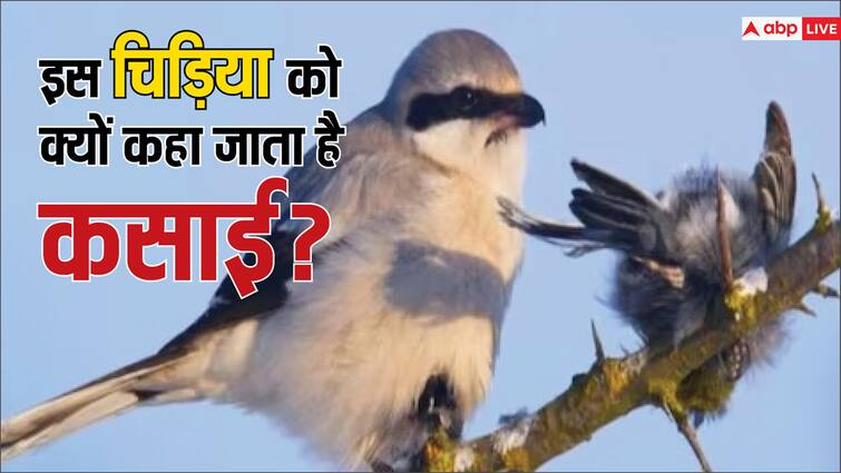 इसे माना जाता है दुनिया की सबसे कसाई चिड़िया, शिकार का कर देती है दर्दनाक हाल It is considered to be the most butcher bird in the world it makes hunting painful इसे माना जाता है दुनिया की सबसे कसाई चिड़िया, शिकार का कर देती है दर्दनाक हाल